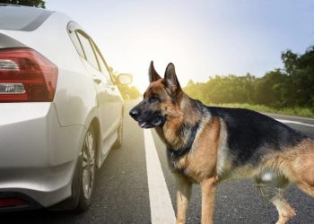 Τρόμος για μητέρα με τα δύο παιδιά της – Λυκόσκυλο τους εγκλώβισε στο αυτοκίνητο