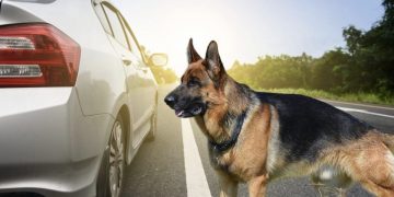 Τρόμος για μητέρα με τα δύο παιδιά της – Λυκόσκυλο τους εγκλώβισε στο αυτοκίνητο