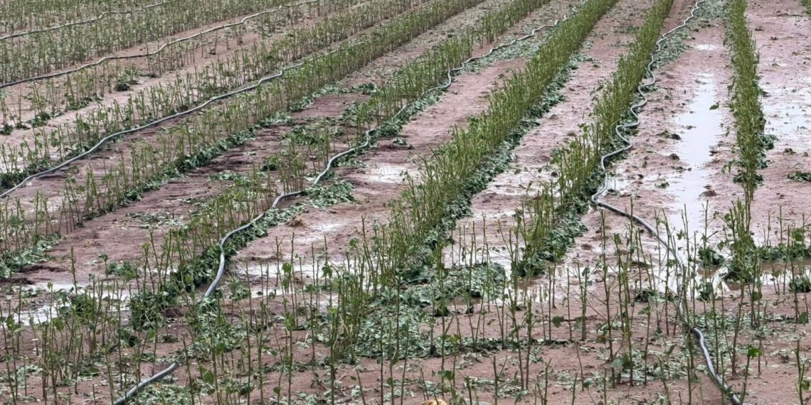 Μεγάλες ζημιές στις βαμβακοκαλλιέργειες του Δήμου Φαρκαδόνας (ΦΩΤΟ)