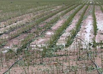 Μεγάλες ζημιές στις βαμβακοκαλλιέργειες του Δήμου Φαρκαδόνας (ΦΩΤΟ)