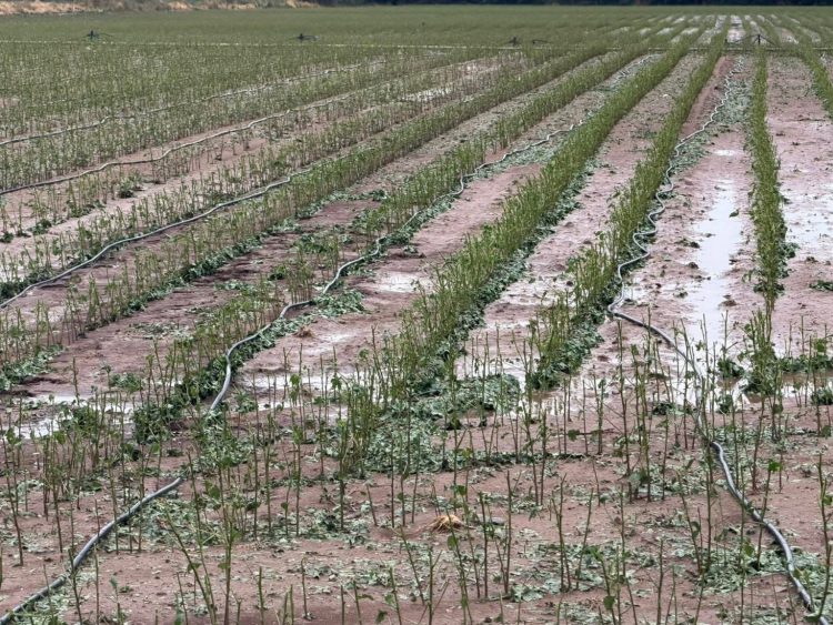 Μεγάλες ζημιές στις βαμβακοκαλλιέργειες του Δήμου Φαρκαδόνας (ΦΩΤΟ)