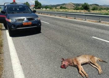 Νεκρός λύκος στην Εθνική Οδό Τρικάλων – Ιωαννίνων (ΦΩΤΟ)