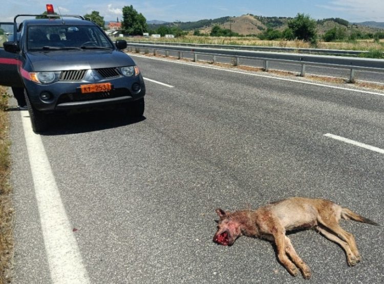 Νεκρός λύκος στην Εθνική Οδό Τρικάλων – Ιωαννίνων (ΦΩΤΟ)