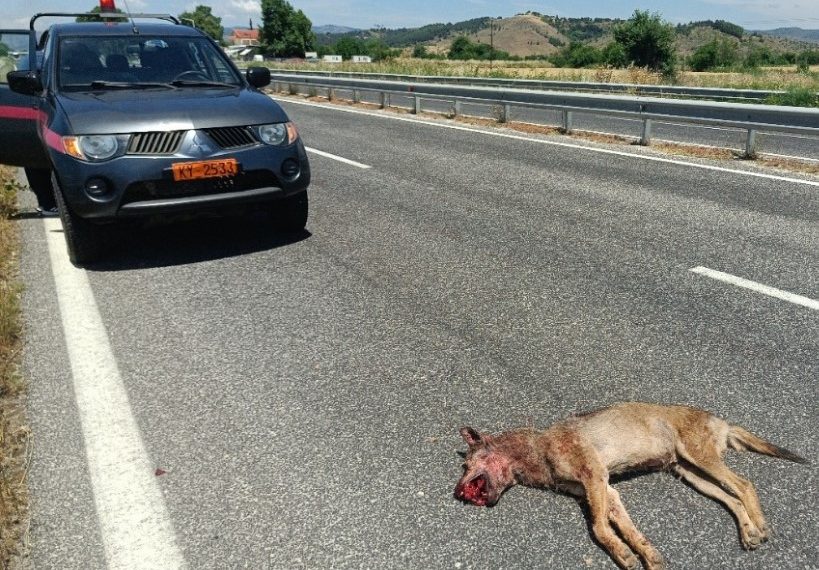Νεκρός λύκος στην Εθνική Οδό Τρικάλων – Ιωαννίνων (ΦΩΤΟ)