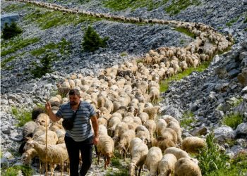 Νομαδική κτηνοτροφία στην Ήπειρο: Η οικογένεια που μετακινεί 1.000 πρόβατα κάθε καλοκαίρι