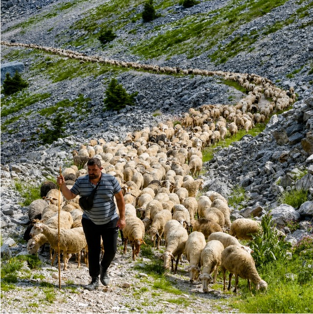 Νομαδική κτηνοτροφία στην Ήπειρο: Η οικογένεια που μετακινεί 1.000 πρόβατα κάθε καλοκαίρι