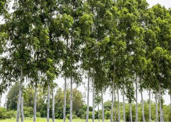 Η Ισπανία φύτεψε εκατομμύρια ευκάλυπτους για φθηνή ξυλεία – 90 χρόνια μετά δημιουργήθηκε μια «πράσινη έρημος»