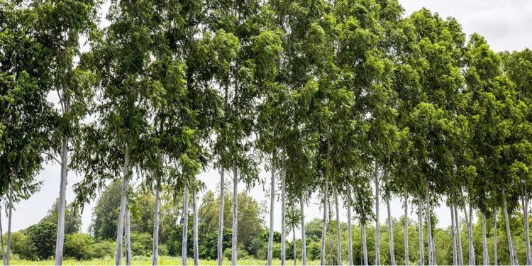 Η Ισπανία φύτεψε εκατομμύρια ευκάλυπτους για φθηνή ξυλεία – 90 χρόνια μετά δημιουργήθηκε μια «πράσινη έρημος»