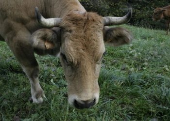 Ένας αγρότης εγκατέλειψε 5 αγελάδες σε ένα ερημονήσι το 1871 – Τι έδειξε το DNA τους 130 χρόνια μετά