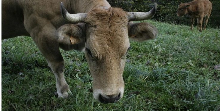 Ένας αγρότης εγκατέλειψε 5 αγελάδες σε ένα ερημονήσι το 1871 – Τι έδειξε το DNA τους 130 χρόνια μετά