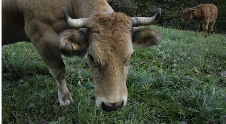 Ένας αγρότης εγκατέλειψε 5 αγελάδες σε ένα ερημονήσι το 1871 – Τι έδειξε το DNA τους 130 χρόνια μετά