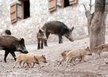 Καλαμπάκα: Οικογένεια αγριογούρουνων έκανε… Κυριακάτικη βόλτα σε γειτονιά του Σοποτού (ΦΩΤΟ – ΒΙΝΤΕΟ)