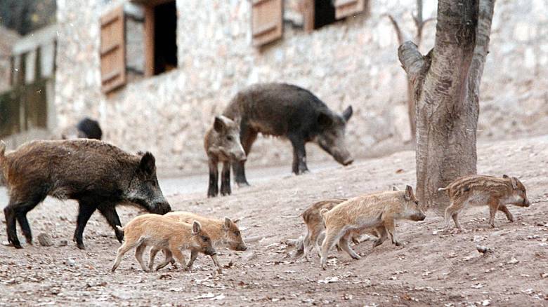 Καλαμπάκα: Οικογένεια αγριογούρουνων έκανε… Κυριακάτικη βόλτα σε γειτονιά του Σοποτού (ΦΩΤΟ – ΒΙΝΤΕΟ)