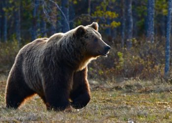 Δεύτερη νεκρή αρκούδα από πυροβολισμούς στη Δυτική Μακεδονία μέσα σε λίγες ημέρες