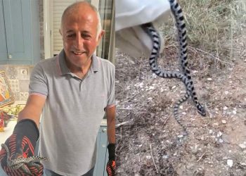 Φίδι εντοπίστηκε στην κουζίνα διαμερίσματος 4ου ορόφου [εικόνα]