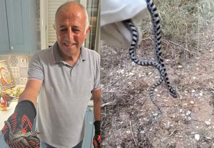 Φίδι εντοπίστηκε στην κουζίνα διαμερίσματος 4ου ορόφου [εικόνα]
