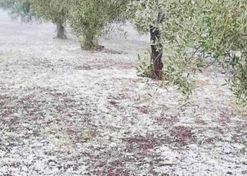 Ζάρκο Τρικάλων: Μεγάλες ζημιές από την χαλαζόπτωση και τους δυνατούς ανέμους (ΒΙΝΤΕΟ)
