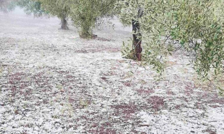 Ζάρκο Τρικάλων: Μεγάλες ζημιές από την χαλαζόπτωση και τους δυνατούς ανέμους (ΒΙΝΤΕΟ)