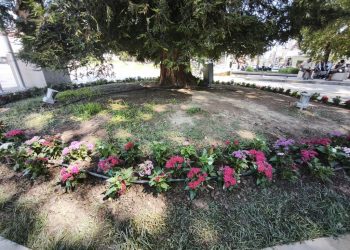 Πινελιές χρωματικές στη σεκόγια των Τρικάλων στην κεντρική πλατεία
