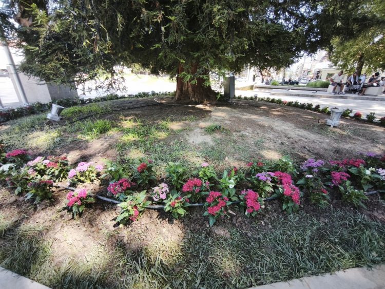 Πινελιές χρωματικές στη σεκόγια των Τρικάλων στην κεντρική πλατεία
