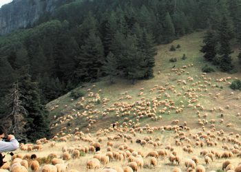 Απαγορευτικό από την Πολιτεία στις μετακινήσεις κτηνοτρόφων στα ορεινά της Θεσσαλίας – 10 Τρικαλινοί μεταφέρθηκαν στα βουνά της Π.Ε. Ιωαννίνων