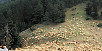 Απαγορευτικό από την Πολιτεία στις μετακινήσεις κτηνοτρόφων στα ορεινά της Θεσσαλίας – 10 Τρικαλινοί μεταφέρθηκαν στα βουνά της Π.Ε. Ιωαννίνων