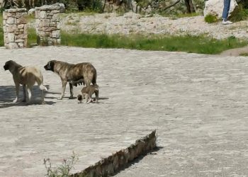 «Χαρέμι» αδέσποτων έχει βρει καταφύγιο στους καταρράκτες της Παλαιοκαρυάς