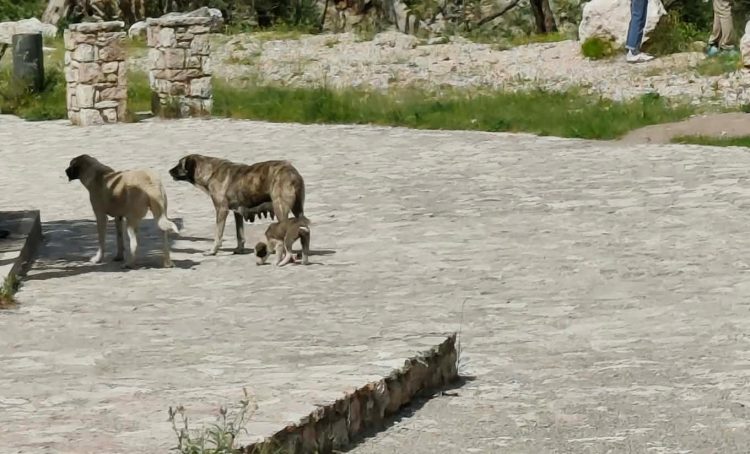 «Χαρέμι» αδέσποτων έχει βρει καταφύγιο στους καταρράκτες της Παλαιοκαρυάς