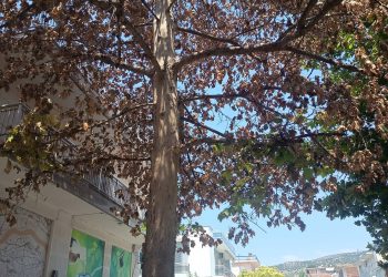 Αναστάτωση στη Νέα Αγχίαλο – Πλάτανος 200 ετών ξεράθηκε μέσα σε μια μόνο μέρα (ΦΩΤΟ)