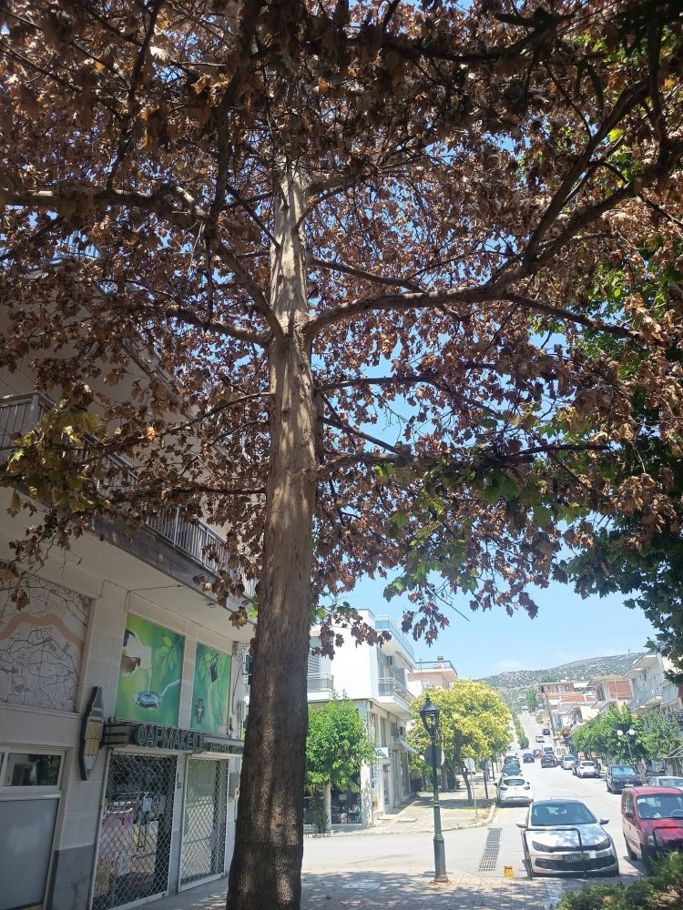 Αναστάτωση στη Νέα Αγχίαλο – Πλάτανος 200 ετών ξεράθηκε μέσα σε μια μόνο μέρα (ΦΩΤΟ)