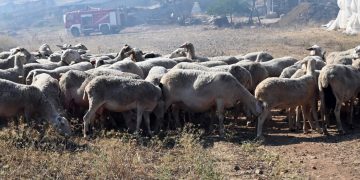 Νέα ενίσχυση για θανατώσεις ζώων από την ευλογιά – 238.000 ευρώ στη Θεσσαλία