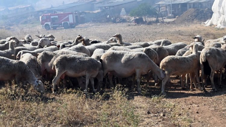 Νέα ενίσχυση για θανατώσεις ζώων από την ευλογιά – 238.000 ευρώ στη Θεσσαλία