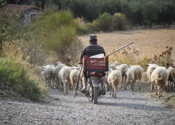 Του πέρασαν χειροπέδες γιατί έβοσκε τα 300 πρόβατά του 500 μέτρα μακριά από το μαντρί του