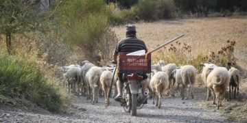 Του πέρασαν χειροπέδες γιατί έβοσκε τα 300 πρόβατά του 500 μέτρα μακριά από το μαντρί του