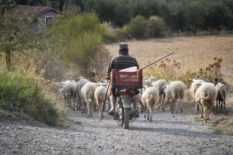 Του πέρασαν χειροπέδες γιατί έβοσκε τα 300 πρόβατά του 500 μέτρα μακριά από το μαντρί του