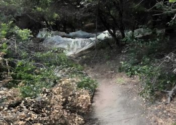 Δείτε φωτογραφίες και βίντεο από την μεγάλη χασισοφυτεία στην Καλλιπεύκη Λάρισας: Τι λέει η Αστυνομία – Πως είχαν στήσει την “επιχείρηση”