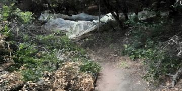 Δείτε φωτογραφίες και βίντεο από την μεγάλη χασισοφυτεία στην Καλλιπεύκη Λάρισας: Τι λέει η Αστυνομία – Πως είχαν στήσει την “επιχείρηση”