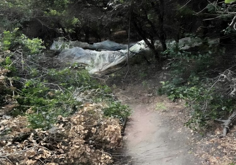 Δείτε φωτογραφίες και βίντεο από την μεγάλη χασισοφυτεία στην Καλλιπεύκη Λάρισας: Τι λέει η Αστυνομία – Πως είχαν στήσει την “επιχείρηση”