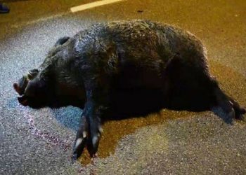 Σφοδρή σύγκρουση με αγριογούρουνο στην ε.ο. Καλαμπάκας – Τρικάλων – Μεγάλες ζημιές σε όχημα (ΦΩΤΟ)