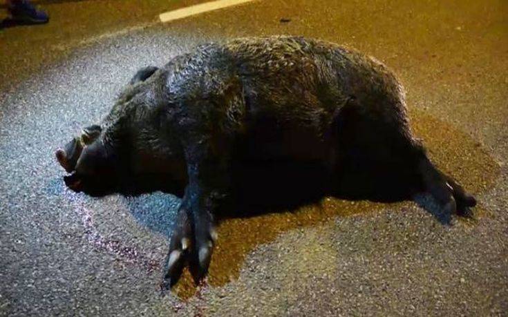 Σφοδρή σύγκρουση με αγριογούρουνο στην ε.ο. Καλαμπάκας – Τρικάλων – Μεγάλες ζημιές σε όχημα (ΦΩΤΟ)