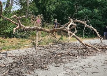 Πτώση μεγάλου κλαδιού στη Θεόπετρα – Από τύχη δεν υπήρξε τραυματισμός (ΦΩΤΟ)