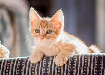 Οδηγός για μια Πιο Εύκολη Καθημερινότητα με τα Κατοικίδιά σου