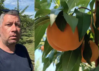 Αγρότης στη Λάρισα χαρίζει τα νεκταρίνια του αντί να τα πουλήσει