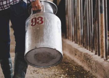 Μειωμένη κατά 15 χιλιάδες τόνους η παραγωγή πρόβειου γάλακτος στη Θεσσαλία λόγω ευλογιάς