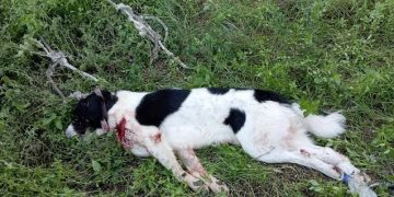 Εκτέλεσε σκύλο με καραμπίνα | Ανήλικη έγινε “λιώμα” σε μπαρ | Ανήλικοι δραπέτευσαν από ίδρυμα για να… κλέψουν!