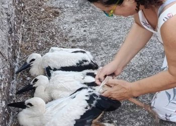 Δακτυλίωση πελαργών στον Δήμο Πύλης Τρικάλων