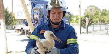 Πελαργός παγιδεύτηκε στην ίδια του τη φωλιά στους Γοργοβίτες Καρδίτσας