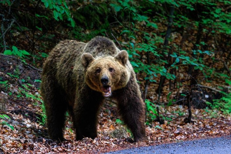 Τρόμος σε Πύρρα και Δέση: Αρκούδες κατεβαίνουν στους οικισμούς – Κατασπάραξαν αγελάδα (ΦΩΤΟ)